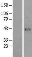 VRK1 Protein (Over-Expression Lysate Myc-DDK (Flag))