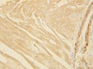 Actin Antibody (aa367-377)