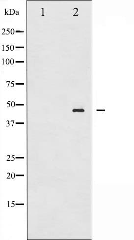 MAP2K2 / MKK2 / MEK2 Antibody (phospho-Thr394)