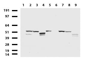 Monoclonal Mouse anti-Human KRT20 / CK20 / Cytokeratin 20 Antibody (clone UMAB167, IHC, WB)