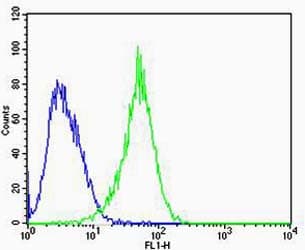 RAC1 Antibody (clone 1301CT276.121.104)