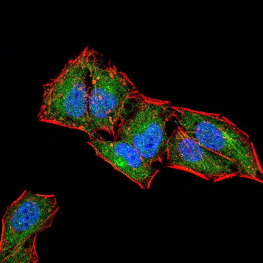 Monoclonal Mouse anti-Human CD6 Antibody (clone 5A10A2, IHC, WB)