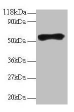 Polyclonal Guinea pig Anti-Goat IgG Secondary Antibody (IHC, WB)