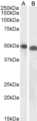 PathPlus™ Requiem / DPF2 Antibody