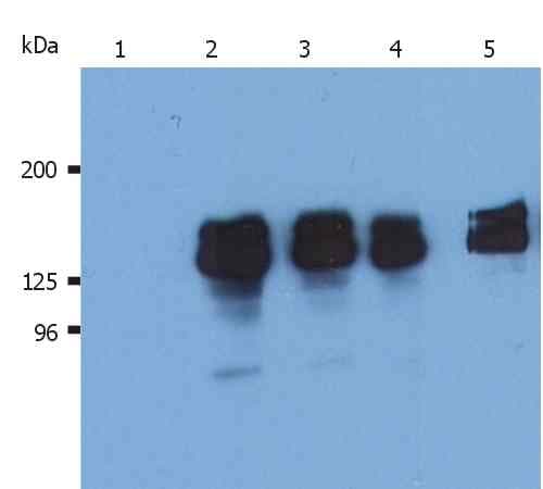 IHC-plus™ INPP5D / SHIP1 / SHIP Antibody (N-Terminus, clone SHIP-01)