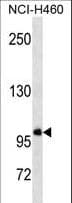 GTF3C3 Antibody (aa47-76)