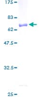 Human PEX19 Protein (Recombinant GST)