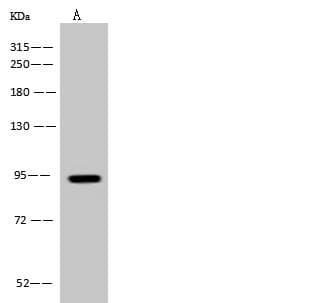 PDXDC1 Antibody