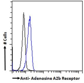 Polyclonal Goat anti-Human ADORA2B/Adenosine A2B Receptor Antibody (aa311-321, IHC, IF)