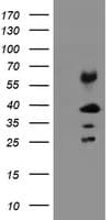 TMEM173 / STING Antibody (clone OTI1G5)