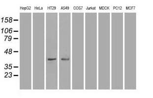 Monoclonal Mouse anti-Human MAPK8 / JNK1 Antibody (clone OTI1C2, IF, WB)