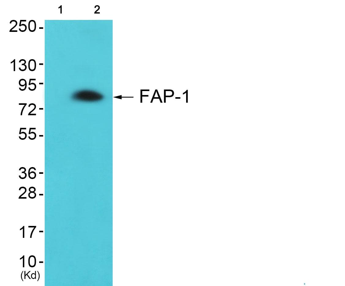 FAP-1 / PTPN13 Antibody