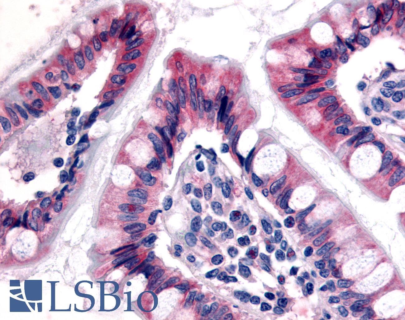 IHC-plus™ Polyclonal Rabbit anti-Human ESRRG / ERR Gamma Antibody (N-Terminus, IHC)