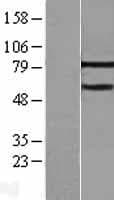 MTA3 Protein (Over-Expression Lysate Myc-DDK (Flag))