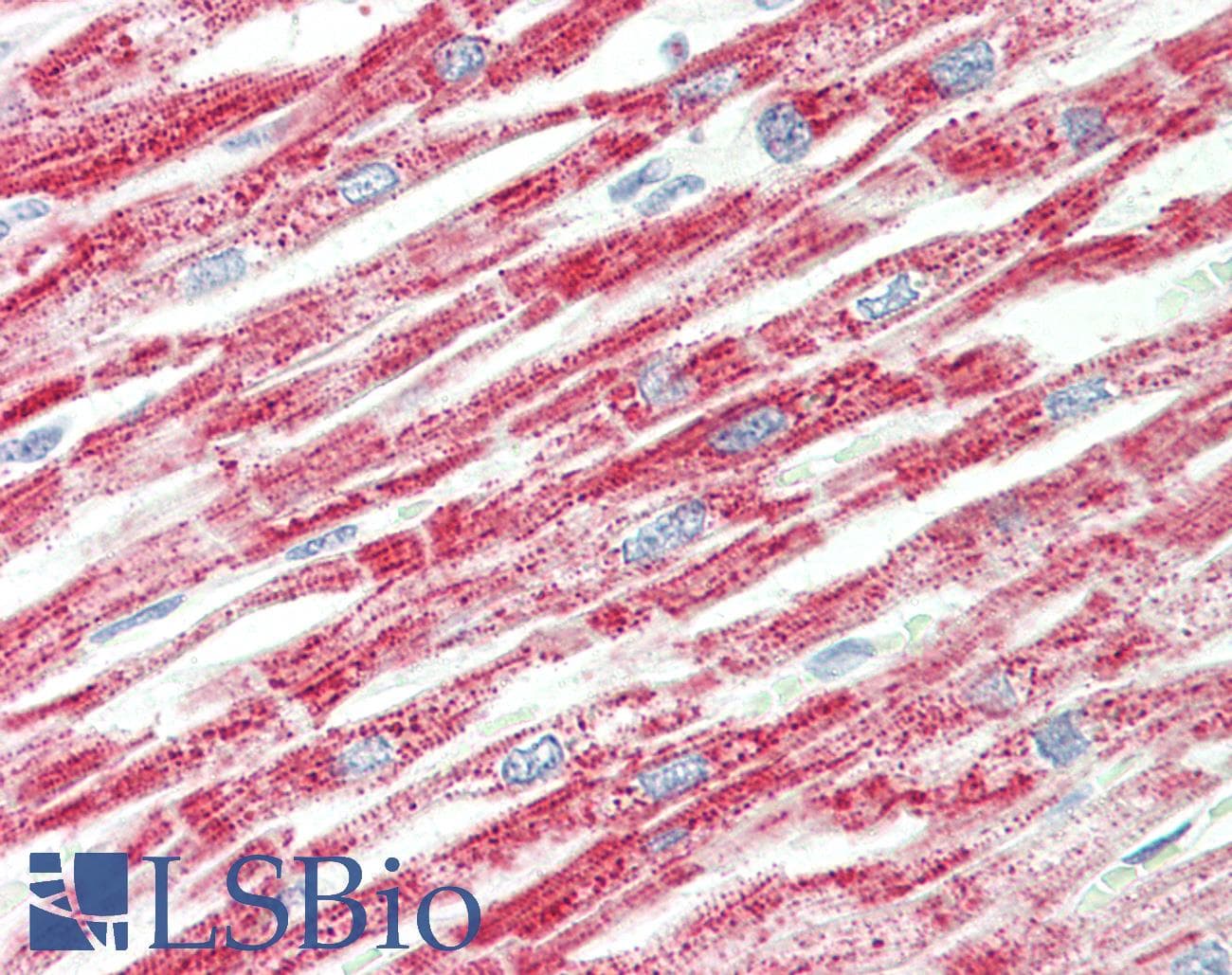 HADH Antibody (C-Terminus)