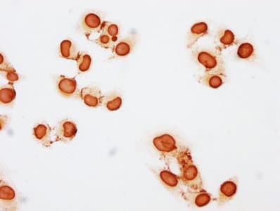 HIST1H3A Antibody