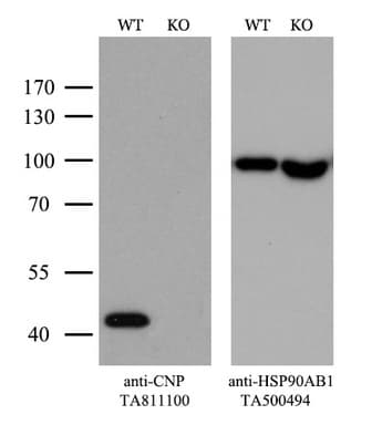 CNPase Antibody (clone OTI3C3)