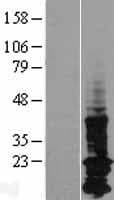 LAPTM5 Protein (Over-Expression Lysate Myc-DDK (Flag))