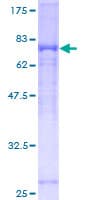 Human SIRPA / CD172a Protein (Recombinant GST)