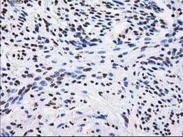BTN3A2 Antibody (clone 1A6, Carrier-free)
