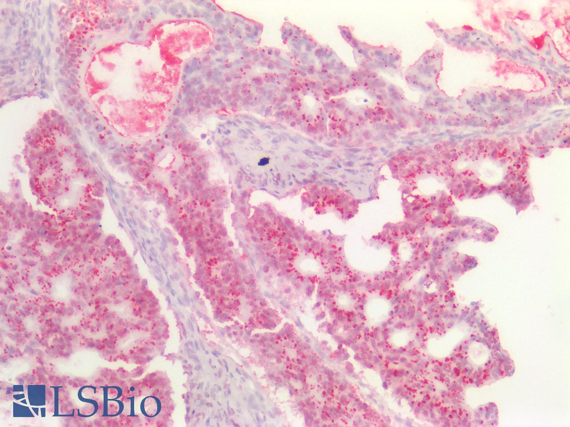 PathPlus™ DNMT / DNMT1 Antibody (aa637-650, clone 60B1220.1)