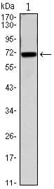 CDC27 Antibody (clone 5C12)