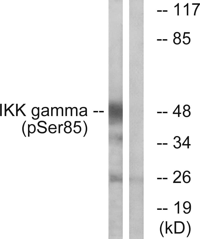 IKBKG / NEMO / IKK Gamma Antibody (phospho-Ser85)