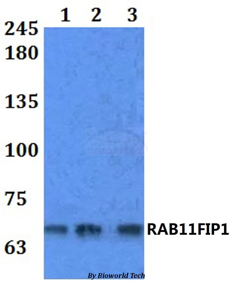Polyclonal Rabbit anti-Human RAB11FIP1 Antibody (WB)
