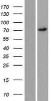 REPS2 Protein (Over-Expression Lysate Myc-DDK (Flag))