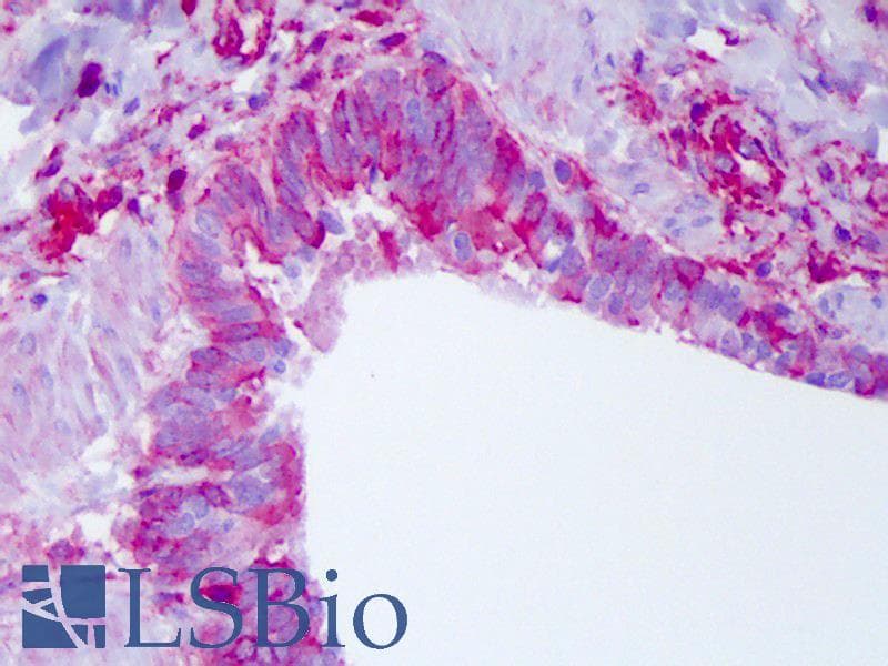 IHC-plus™ NLRP11 Antibody