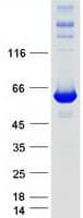 Human IMPDH1 Protein (Recombinant Myc-DDK (Flag))