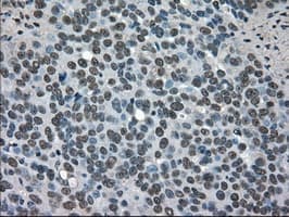 SOD1 / Cu-Zn SOD Antibody (clone 8B10, Carrier-free)