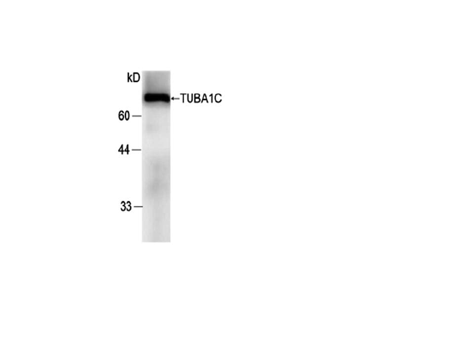 Monoclonal Mouse anti-Human TUBA1C / Tubulin Alpha 1C Antibody (WB)