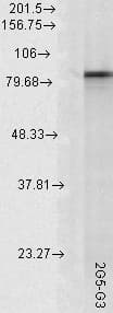 IHC-plus™ HSP90AA / HSP90 Alpha Antibody (clone 2G5.G3)