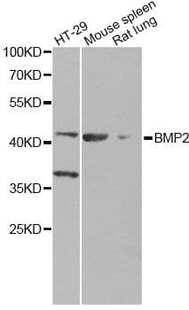 BMP2 Antibody