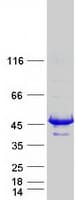 Human SEPT1 / Septin 1 Protein (Recombinant Myc-DDK (Flag))