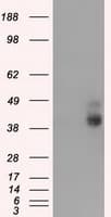 Basigin / Emmprin / CD147 Antibody (clone OTI5E1)