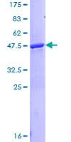 Human LCN1 / Lipocalin-1 Protein (Recombinant GST)