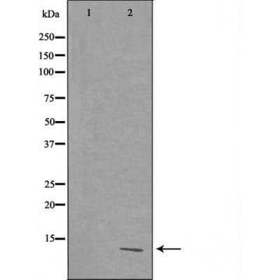 Polyclonal Rabbit anti-Human RPL39 / Ribosomal Protein L39 Antibody (IF, WB)