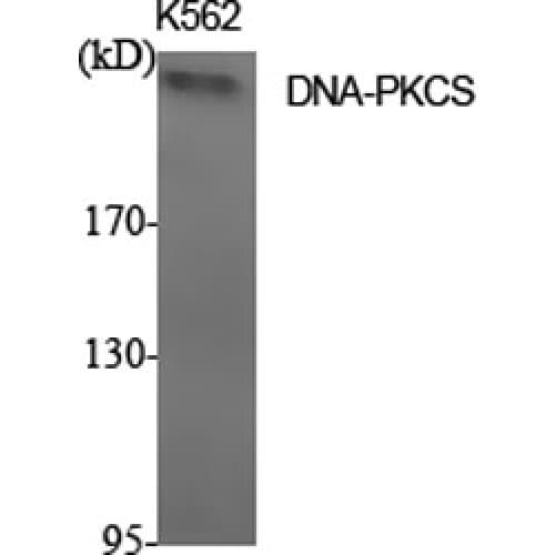 PRKDC / DNA-PKcs Antibody (4030-4110 aa, C-terminal)