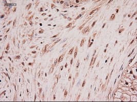 NTF4 / Neurotrophin 4 Antibody (clone OTI2E8)