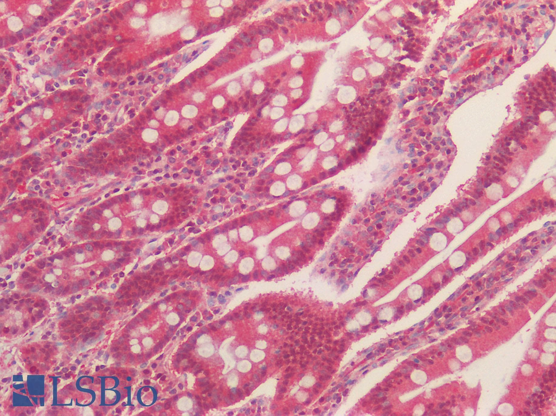 IHC-plus™ NALP3 / NLRP3 Antibody (N-Terminal)