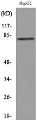 Polyclonal Rabbit anti-Human TEM1 / CD248 Antibody (WB)