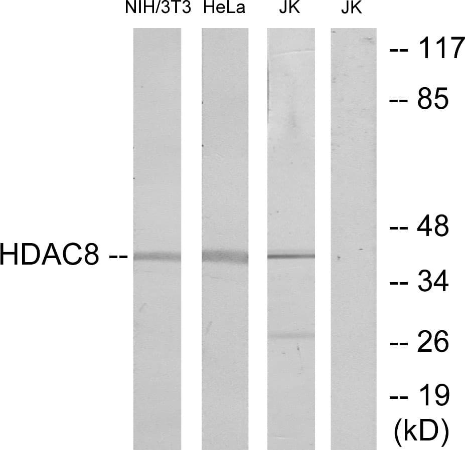 HDAC8 Antibody (aa5-54)
