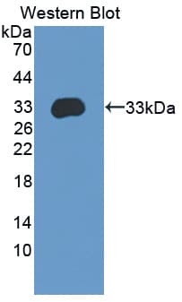 APBA3 / MINT3 Antibody (aa261-506, PE)