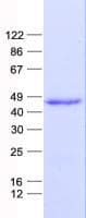 Human LCORL Protein (Recombinant His, N-Terminal)