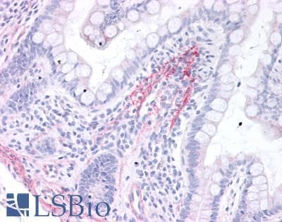 IHC-plus™ HRH2 / Histamine H2 Receptor Antibody (Internal)