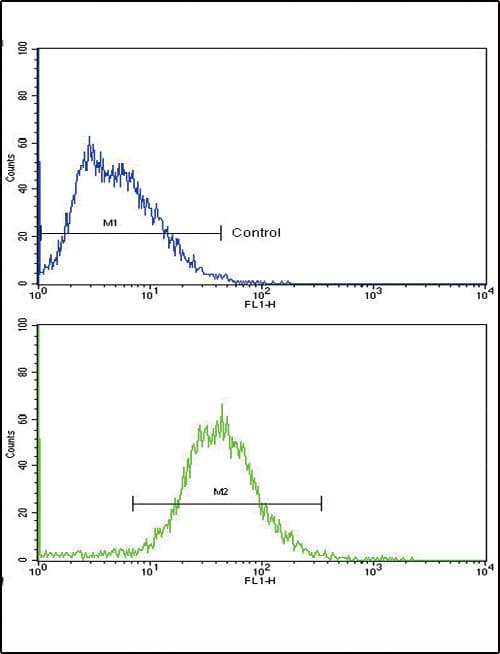 Polyclonal Rabbit anti-Human ALDH1A1 / ALDH1 Antibody (aa302-331, IHC, IF, WB)
