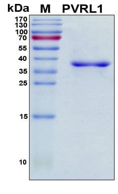 Human Nectin-1 / PVRL1 Protein (Recombinant His, N-Terminal)