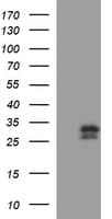 Placental Lactogen Antibody (clone OTI1C9, Carrier-free)
